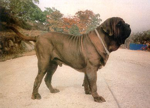 korean_mastiff_dosa_dogs_puppies_breeders_kennels21.jpg