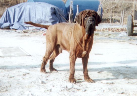 korean_mastiff_dosa_dogs_puppies_breeders_kennels24.jpg