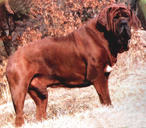 korean_mastiff_dosa_dogs_puppies_breeders_kennels26.jpg