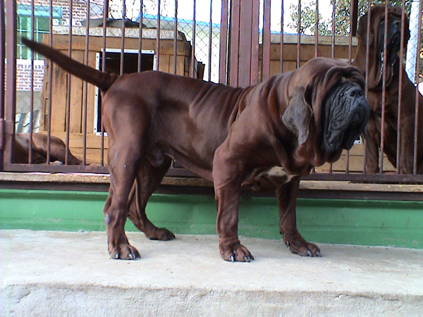 korean_mastiff_dosa_dogs_puppies_breeders_kennels59.jpg