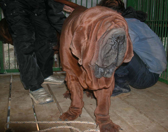 Korean Mastiffs(Dosa) Breeder, Kennel And Puppies