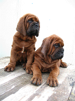 Dosa Korean Mastiff